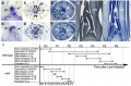 Thumbnail for version as of 09:47, 2 June 2014