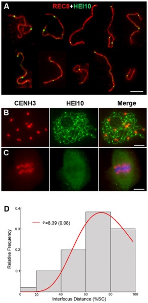 File:Figure444.jpg