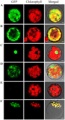 Thumbnail for version as of 07:19, 22 May 2014