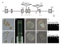 Thumbnail for version as of 04:43, 4 June 2014