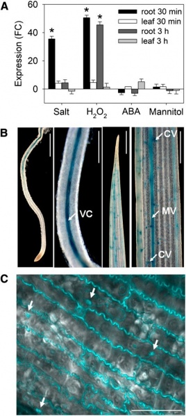 File:SERF1 expression1.jpg