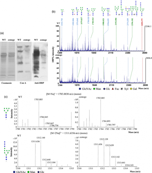 File:Shijc-Os01g0921200-Fig2.png