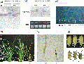 Thumbnail for version as of 01:53, 18 May 2014