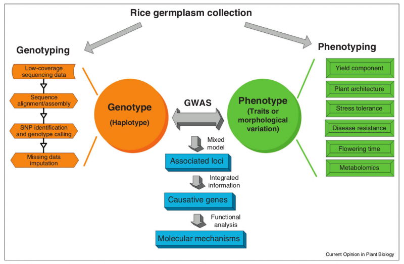 File:IC4R-GWAS-overview-3.png
