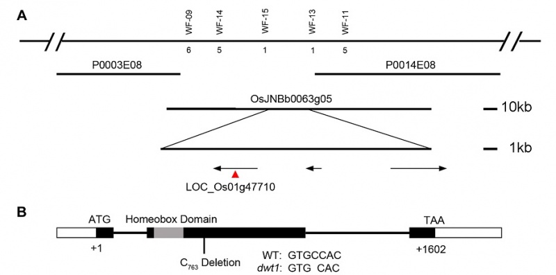 File:Dwt1-5.jpg