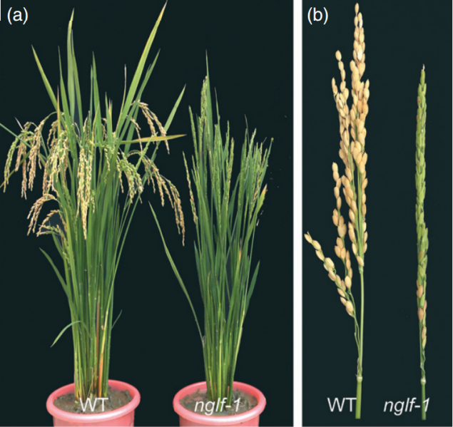 File:Shijc-Os04g0106300-Fig1.png
