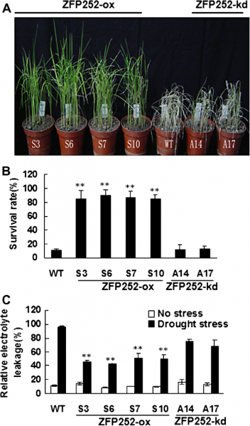 File:ZFP252 expression2.png