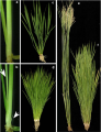 Thumbnail for version as of 06:09, 10 June 2014