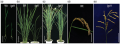 Thumbnail for version as of 10:04, 21 May 2014