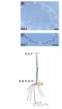 Thumbnail for version as of 11:58, 9 June 2014