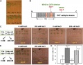 Thumbnail for version as of 02:59, 23 May 2014