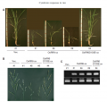Thumbnail for version as of 17:44, 23 May 2014
