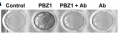 Thumbnail for version as of 08:26, 24 September 2013