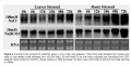 Thumbnail for version as of 08:33, 24 May 2014