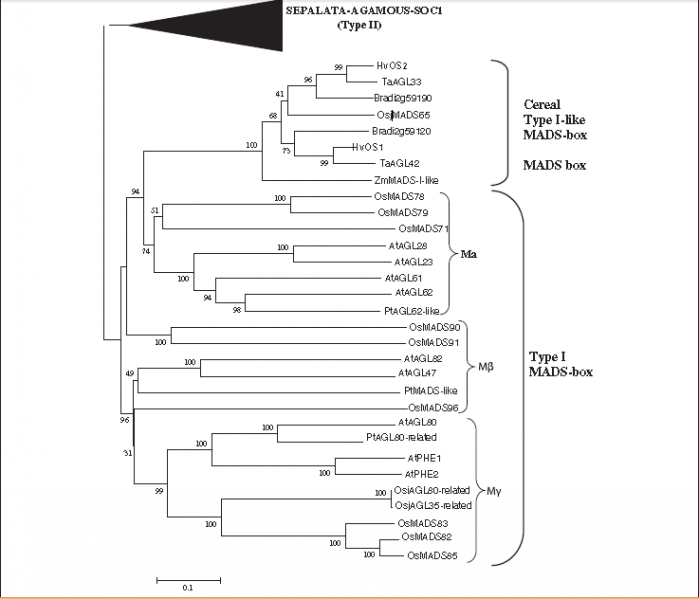 File:Evolutiontree0fOsmads51(65).png
