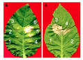 Thumbnail for version as of 08:27, 24 September 2013