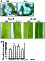 Thumbnail for version as of 09:57, 30 May 2014