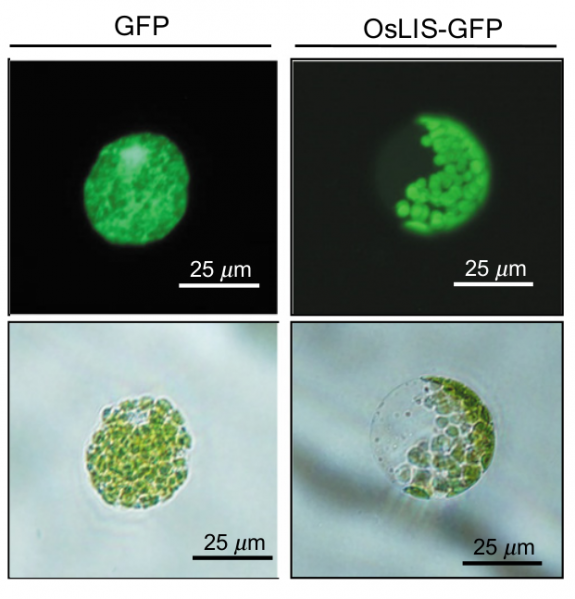 File:46-Os02g0121700.png