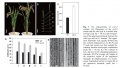 Thumbnail for version as of 15:58, 10 June 2014