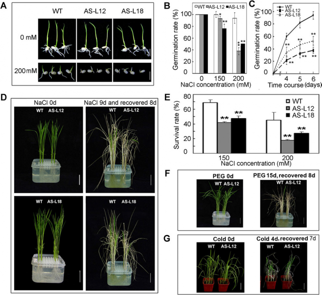 File:OsGMST1 fig1.png