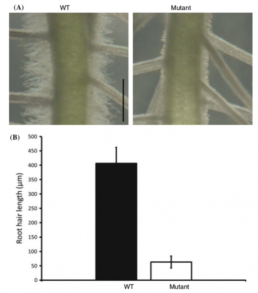 File:125-Os10g0122600.png