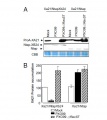 Thumbnail for version as of 14:18, 5 June 2014