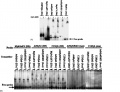Thumbnail for version as of 13:15, 9 June 2014