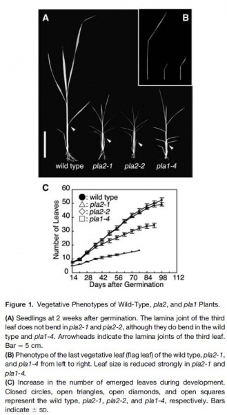 File:Figure1.0.jpg