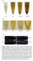 Thumbnail for version as of 14:44, 11 June 2014