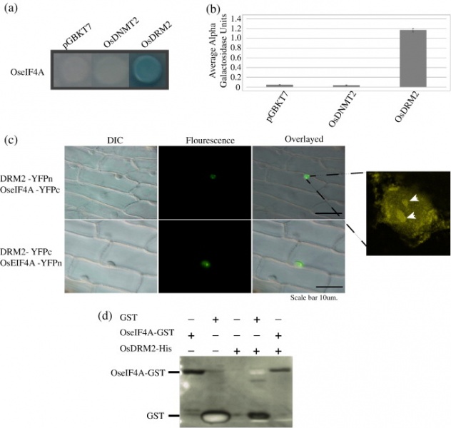 File:Fig.8 OsDRM2.JPG