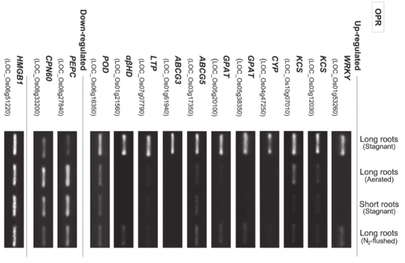 File:IC4R006-Microarray-2014-24913626-2.png