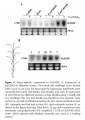 Thumbnail for version as of 01:48, 9 June 2014