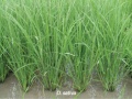 Cultivated rice (O. sativa).jpg