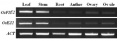 Thumbnail for version as of 11:19, 15 August 2013