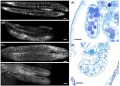 Thumbnail for version as of 09:46, 9 June 2014