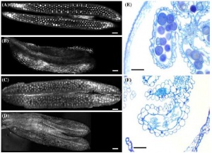 Fig. 2 Induction of male sterility in rice and creeping bentgrass through tissue-specific expression of barnase driven by the promoter of the rice tapetum-specific RTS gene. Anthers from transgenic control rice (A) and creeping bentgrass (C) plants that do not contain TAP-driving barnase and from male-sterile transgenic rice (B) and creeping bentgrass (D) plants expressing barnase gene. Note that there is no pollen produced in the male-sterile transgenics. (E) Light microscopy of cross-sectioned anthers from transgenic control creeping bentgrass plants that do not contain TAP driving barnase. (F) Light microscopy of cross-sectioned anther from male-sterile transgenic creeping bentgrass plant expressing TAP driving barnase gene. Note the abnormal anther and pollen development. Scale bar is 100 um.