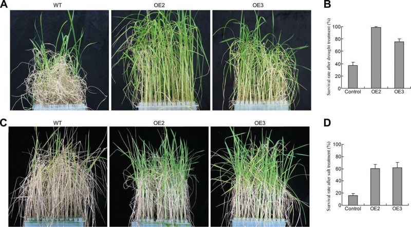 File:ONAC045 transgenic.jpg