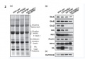 Thumbnail for version as of 09:31, 10 June 2014