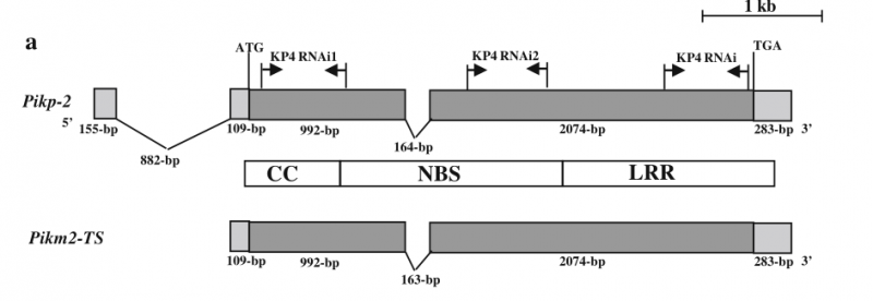 File:Pik-p-Fig.3.png