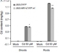 "Figure15.Arabidopsis seeds of OsHIR1-overexpressing lines and control (empty vector) were germinated and grown on ½ MS agar plates with 1.5 % sucrose in the absence or presence of  50 μM Cd for 2 weeks.(from reference [2]"