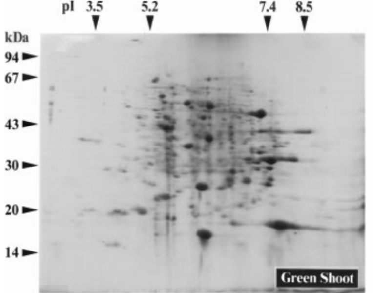 File:IC4R011-Proteomic-1999-10217180-f1a.png