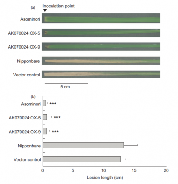 File:Os09g0533600 Figure5.png