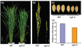 Thumbnail for version as of 11:56, 5 June 2014