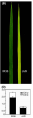 Thumbnail for version as of 10:47, 5 August 2016