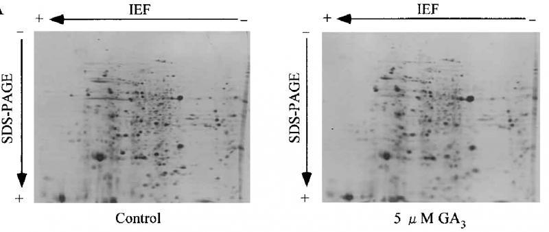 File:IC4R001-Proteomic-2003-12576669-3.png