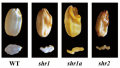 Thumbnail for version as of 14:01, 17 October 2016
