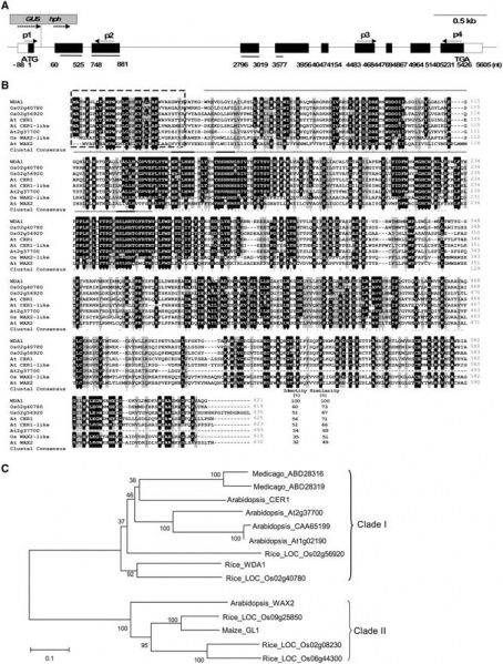 File:Fig 2.jpg