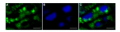 Thumbnail for version as of 08:57, 1 June 2014