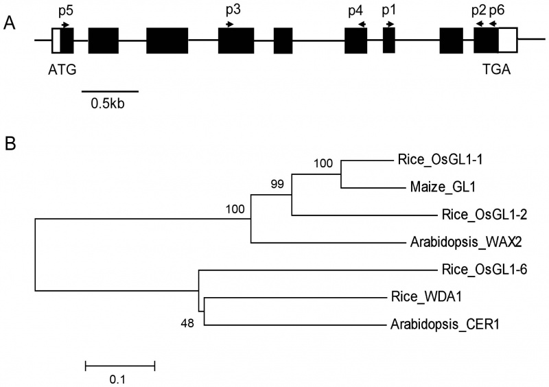 File:OsGL1-6 phylogenic1.jpg