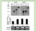 Thumbnail for version as of 16:31, 8 June 2014